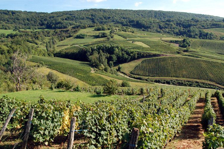 Wijnvelden nabij Arbois