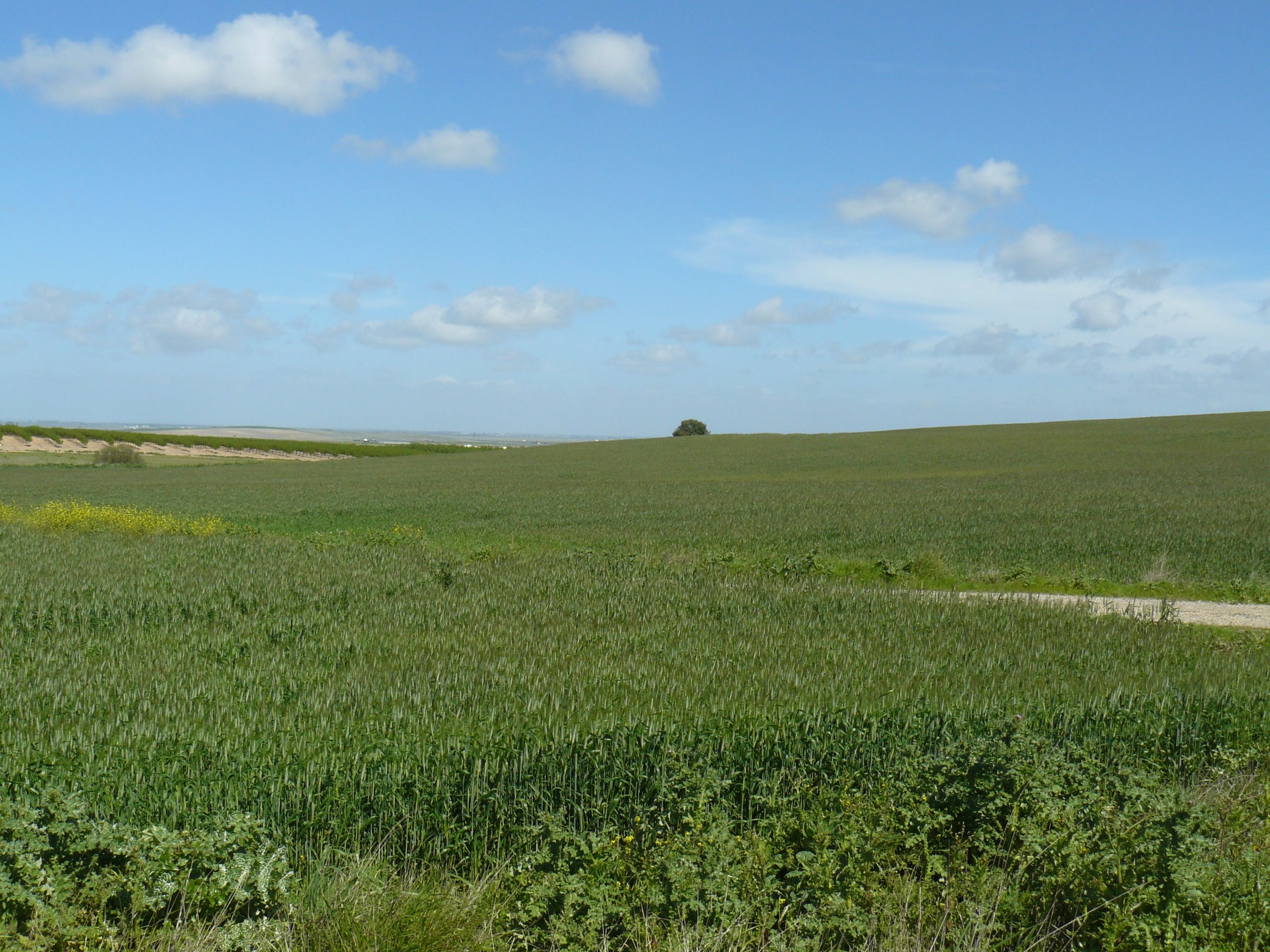 Landschap ten noorden van Cadiz