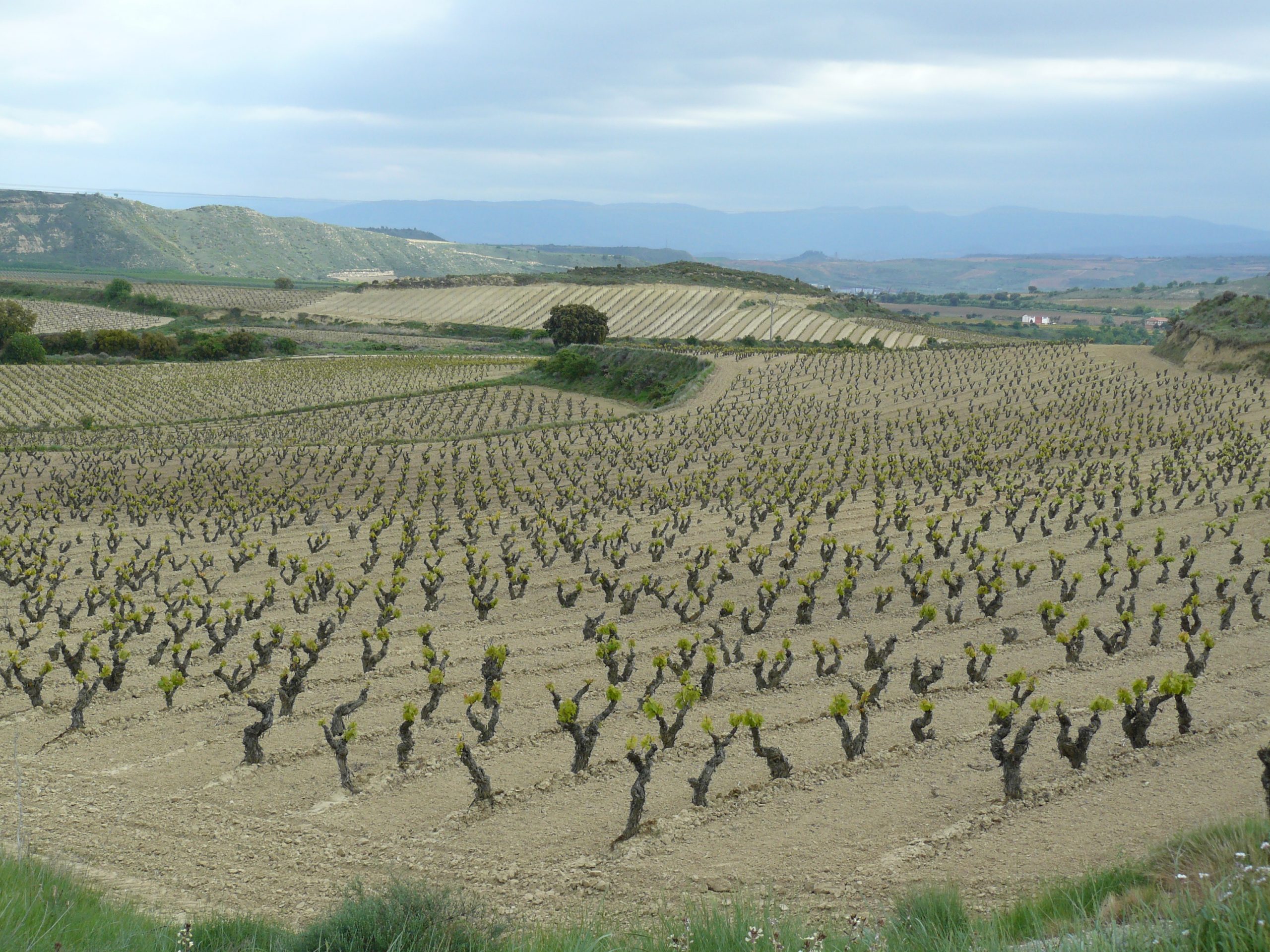 Wijnvelden in de Rioja